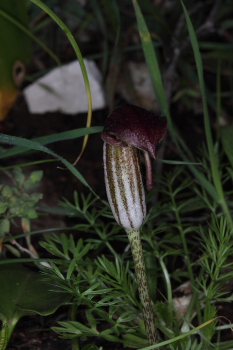 Arisarum vulgare